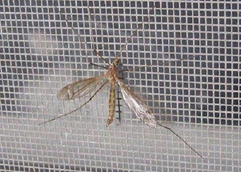 Защита в дома срещу комари